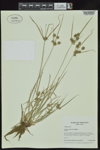 Cyperus retrorsus image