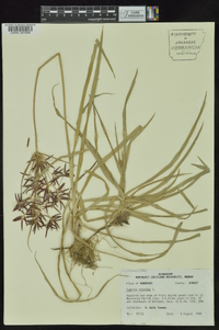 Cyperus rotundus image