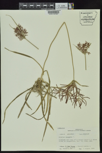 Cyperus rotundus image