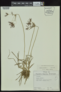 Cyperus rotundus image