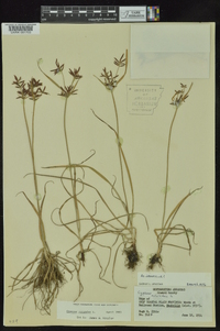 Cyperus rotundus image