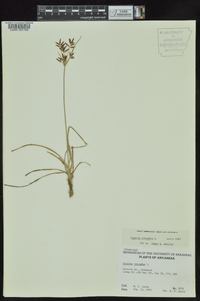 Cyperus rotundus image