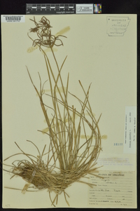 Cyperus rotundus image