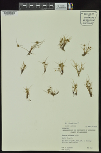 Cyperus squarrosus image