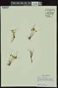 Cyperus squarrosus image