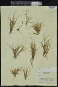 Cyperus squarrosus image