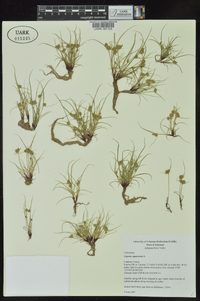 Cyperus squarrosus image