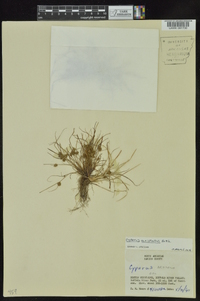 Cyperus squarrosus image