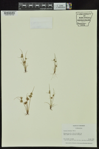 Cyperus squarrosus image