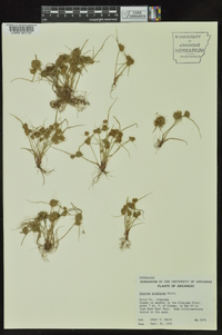 Cyperus squarrosus image