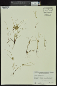 Cyperus squarrosus image