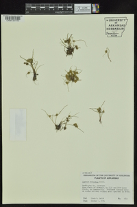 Cyperus squarrosus image