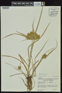 Cyperus strigosus var. strigosus image