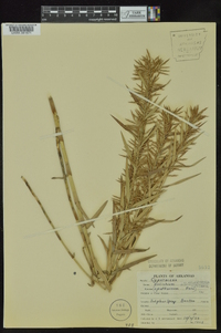 Dulichium arundinaceum var. arundinaceum image