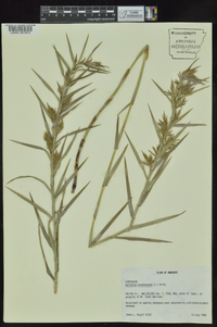 Dulichium arundinaceum var. arundinaceum image