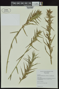 Dulichium arundinaceum var. arundinaceum image