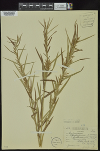 Dulichium arundinaceum var. arundinaceum image