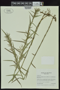 Dulichium arundinaceum var. arundinaceum image