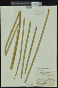 Eleocharis equisetoides image