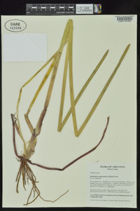 Eleocharis equisetoides image