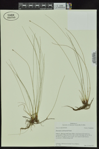 Eleocharis erythropoda image