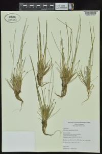 Eleocharis engelmannii image