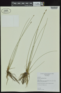 Eleocharis engelmannii image