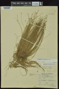 Eleocharis lanceolata image