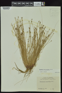 Eleocharis lanceolata image