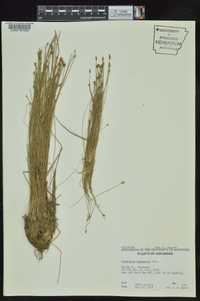 Eleocharis lanceolata image