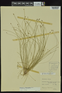 Eleocharis lanceolata image