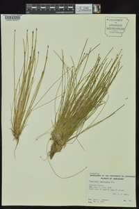 Eleocharis lanceolata image