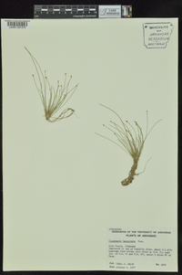 Eleocharis lanceolata image