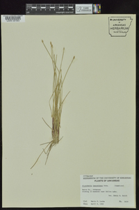 Eleocharis lanceolata image