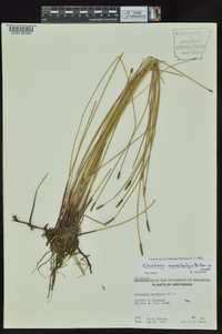 Eleocharis macrostachya image