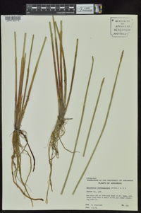 Eleocharis quadrangulata image