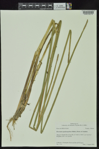 Eleocharis quadrangulata image