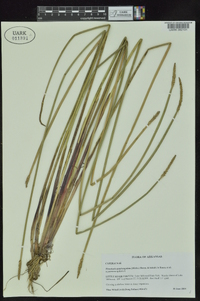 Eleocharis quadrangulata image