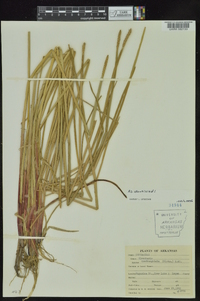 Eleocharis quadrangulata image