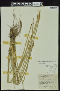 Eleocharis quadrangulata image