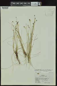 Eleocharis tenuis image