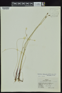 Eleocharis tenuis var. verrucosa image