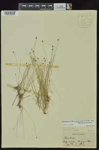 Eleocharis tenuis image