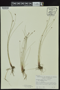 Eleocharis tenuis image