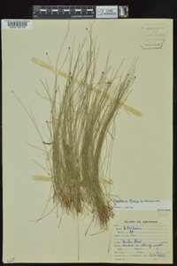 Eleocharis tenuis image