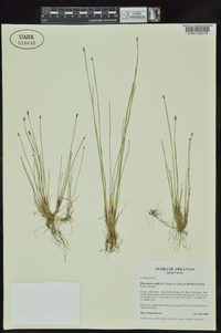 Eleocharis wolfii image