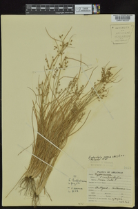 Fimbristylis annua image