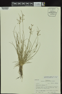 Fimbristylis annua image