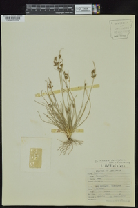 Fimbristylis annua image