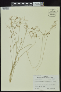 Fimbristylis annua image